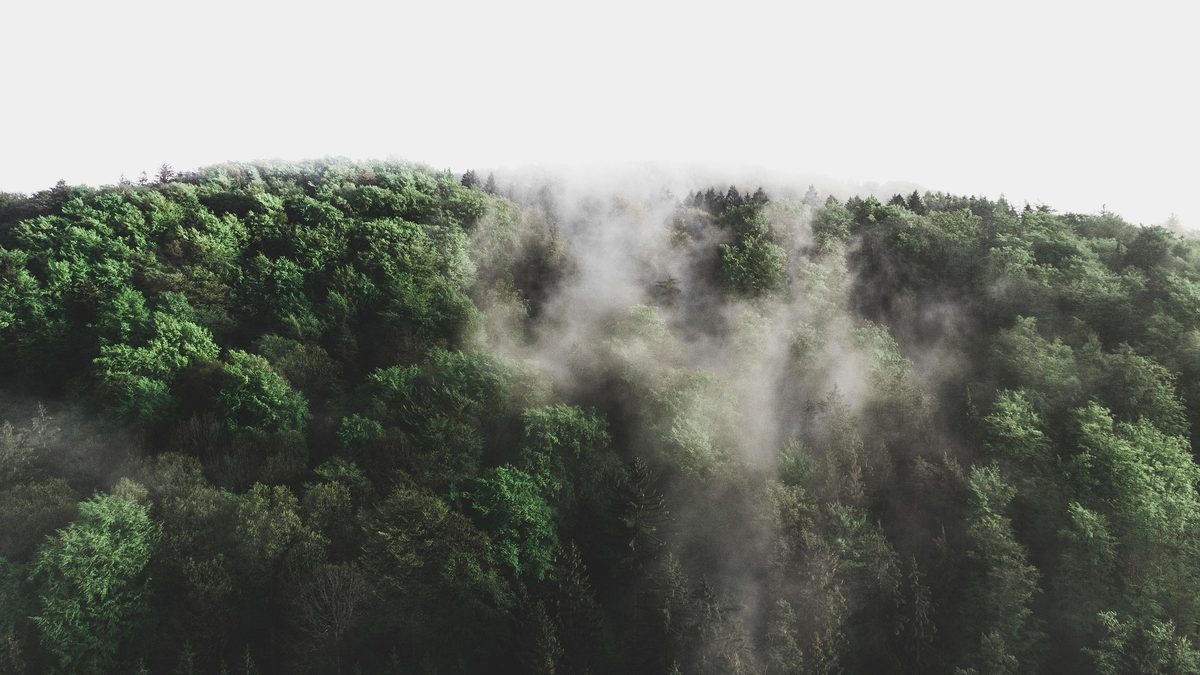 A green forest canopy