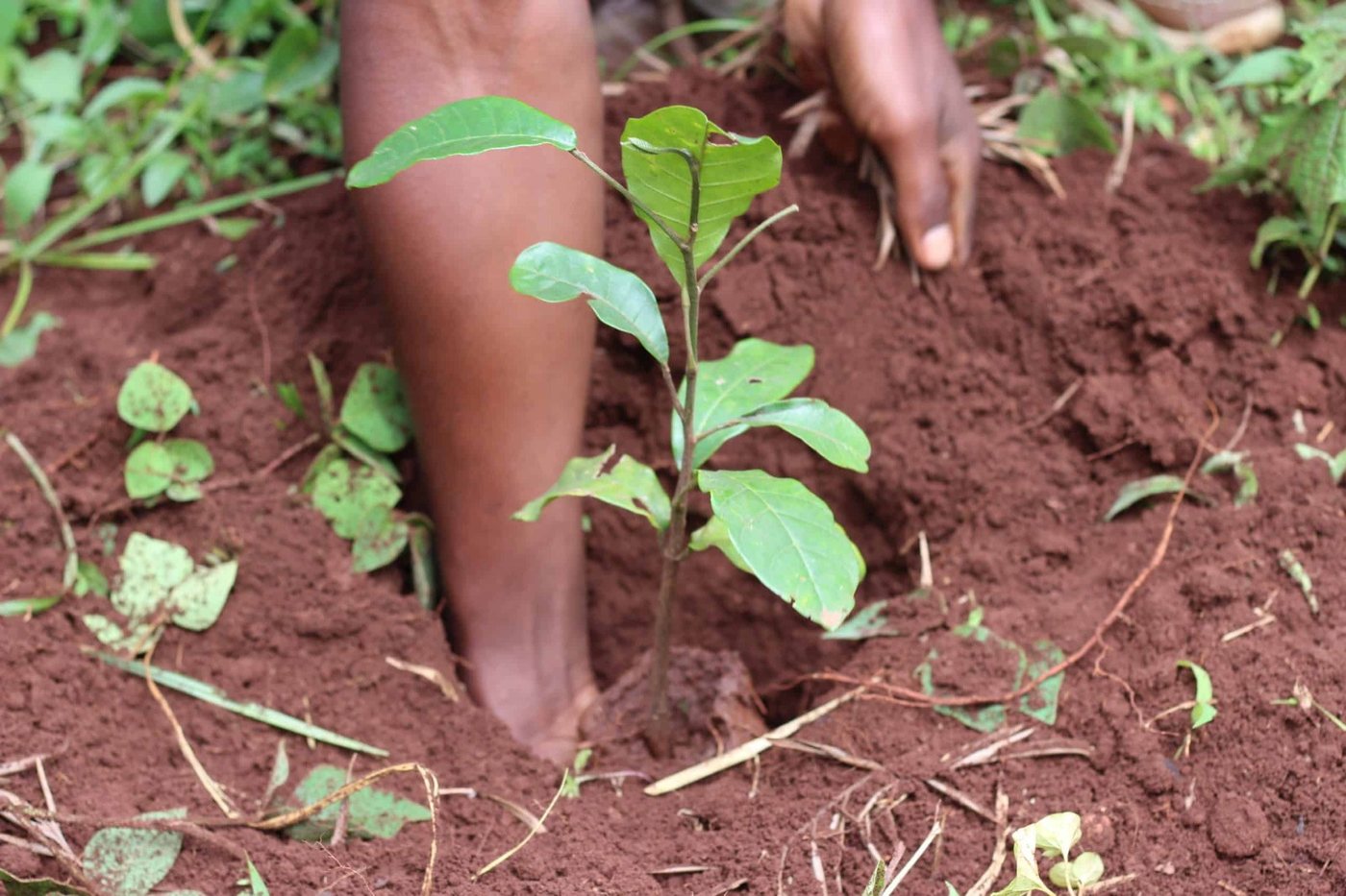 Planting a sapling