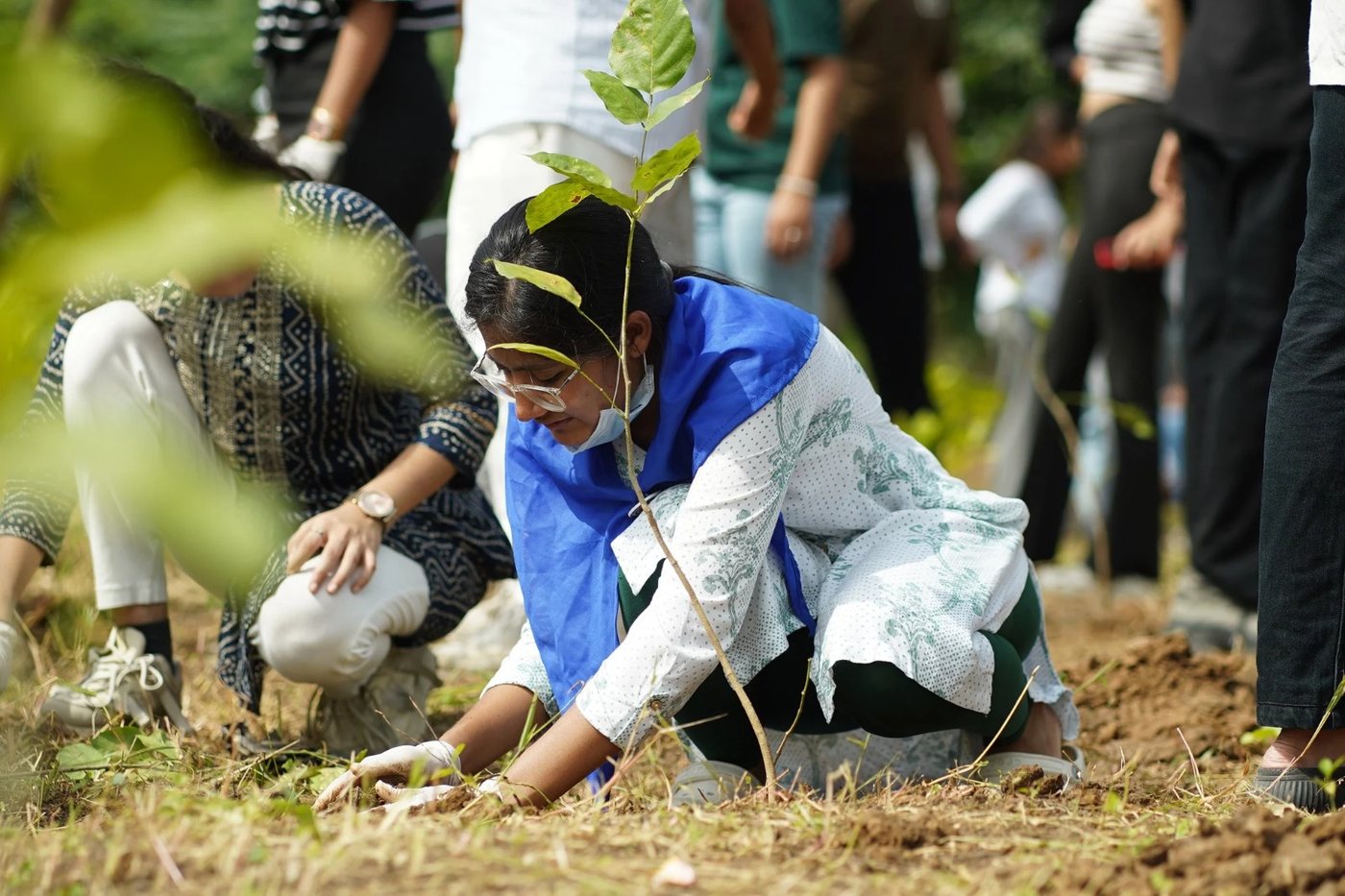 Volunteers planting saplings