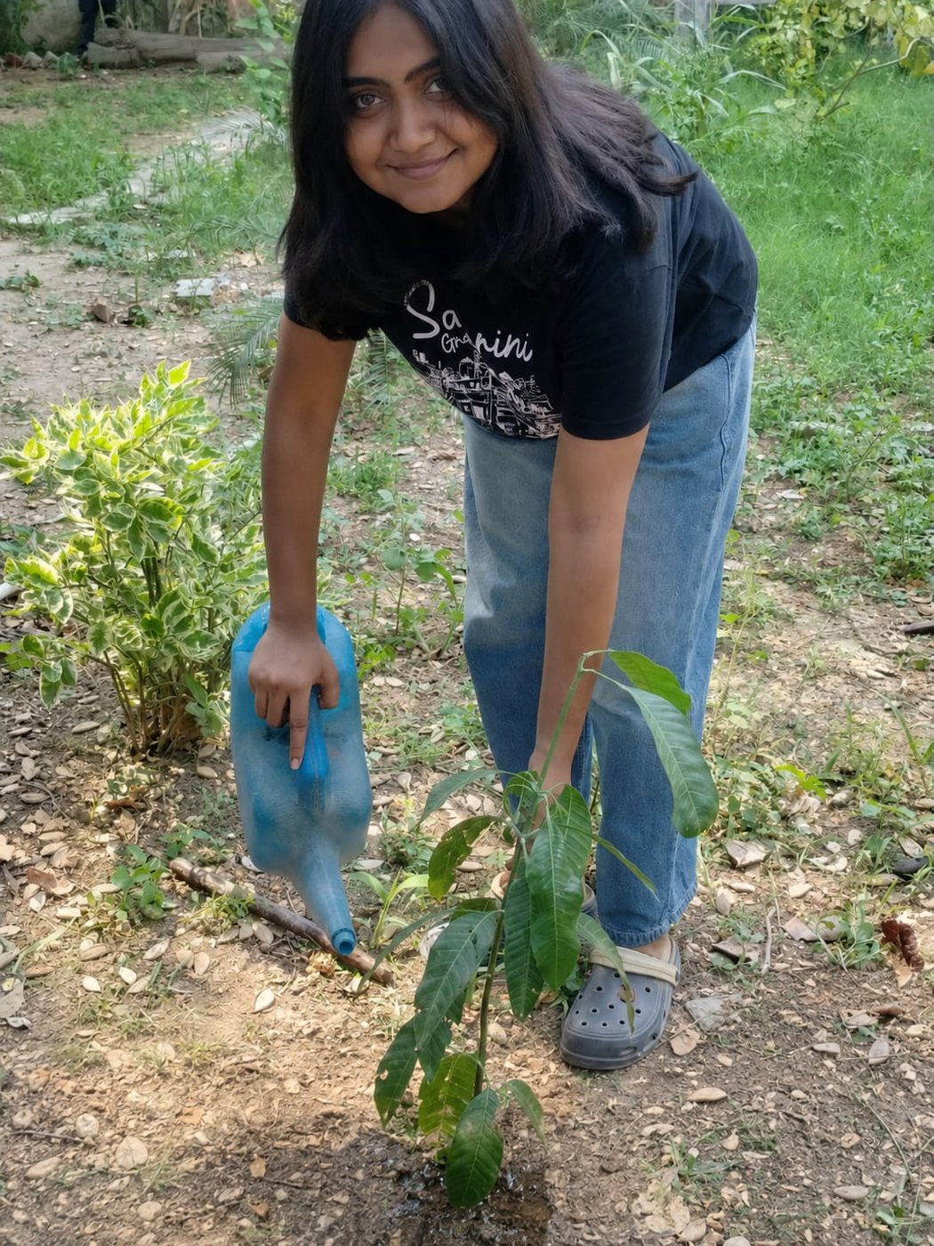 Watering a newly planted sapling